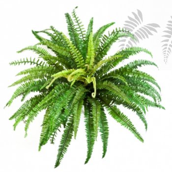 FOREST FERN X 76 1318N