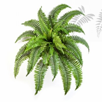 BOSTON FERN X 34 1322N