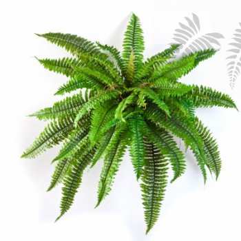 BOSTON FERN X 42 1323N