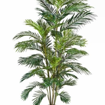 ARECA PALM 1366N