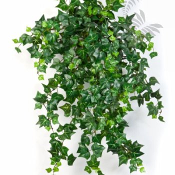 MINI ENGLISH IVY X 560 1426N