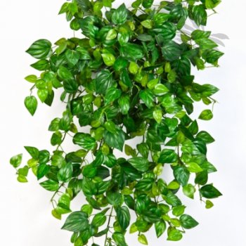 MINI PHILODENDRON X 560 1433N