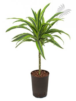 Dracaena der. Lemon Kopf 40-50cm KT 15/19