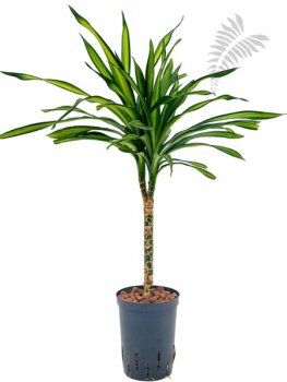 Dracaena der. Ricky  Kopf 50-60cm KT 15/19