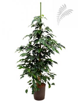 Ficus benj. 