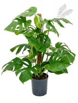 Monstera deliciosa 80-100cm (Stab 80) KT 18/19