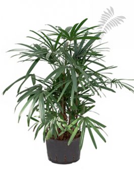 Rhapis excelsa 110-120cm KT 28/19