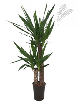 Yucca elephantipes 60/30 90-100cm KT 15/19