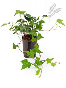 Hedera helix 