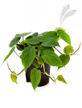 Philo. Scandens Rk KT 15/19