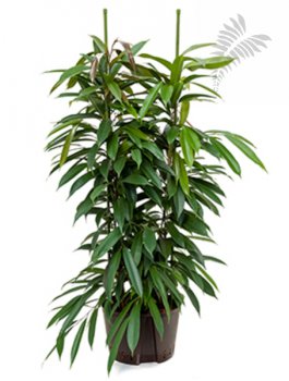 Ficus longi. Amstel King 2er Tuff  150-c KT 28/19