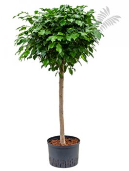 Ficus nitida Stamm 140-150cm KT 28/24