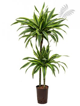 Dracaena der. Lemon 60/30/15 90-100cm KT 15/19