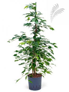 Ficus benj. 130-150cm KT 22/19