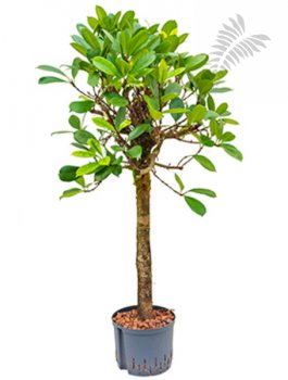 Ficus cyathistipula HSt. Stamm 120-140cm KT 25-28/19