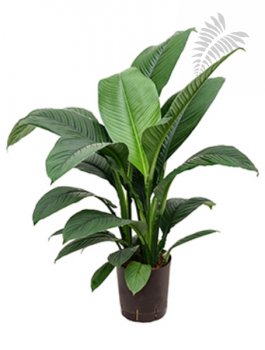 Spathiphyllum sensation 50-70cm KT 18/19