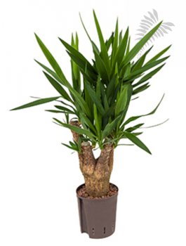 Yucca elephantipes verzw. EXTRA 80-90cm KT 22-28/19