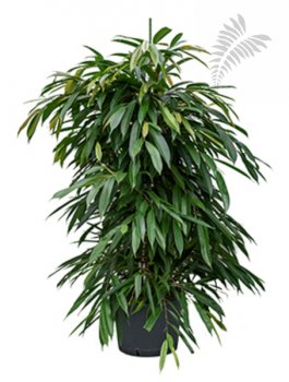 Ficus longi. "Amstel King" 170-180cm KT 22/19