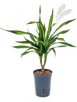 Dracaena deremensis Rikki 45/15 70-90cm KT 15/19