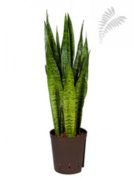 Sanseveria zeylanica 50-60cm KT 18/19