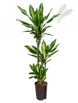 Dracaena fr. cintho 60/30/15 80-100 cm KT 15/19