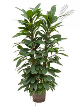 Ficus cyathistipula 2er 100-120 cm KT 22/19