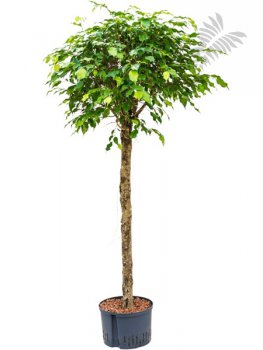 Ficus benj. HST 120cm KT 25/19