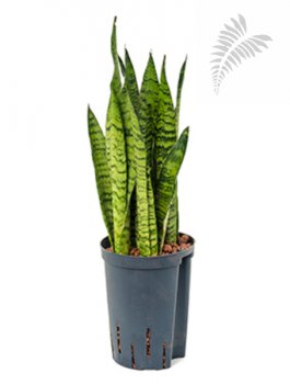 Sanseveria zeylanica 40-60cm KT 15/19