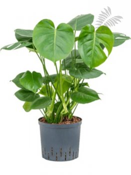 Monstera deliciosa 60cm KT 15/19