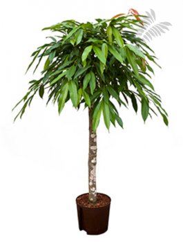 Ficus longi. "Amstel King" St. 120-140cm KT 25/19