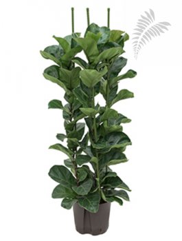 Ficus lyrata bambino 3er Tuff 100-120cm KT 22/19