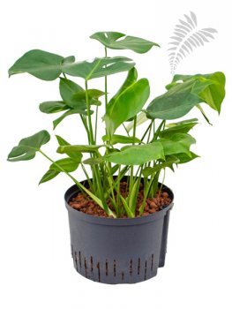 Monstera deliciosa 3er Tuff 70-90cm KT 28/19