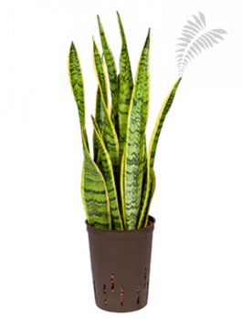 Sanseveria laurentii 40-50cm KT 15/19