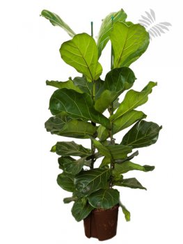 Ficus lyrata 2er Tuff 100-120cm KT 22/19