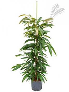 Ficus longi. "Amstel King" 130-150 cm KT 18-22/19