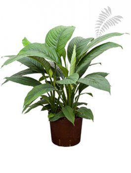 Spathiphyllum sensation 3er Tuff 80-cm KT 22/19