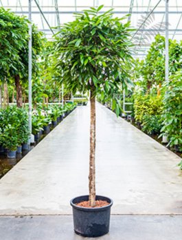 Ficus longi. 