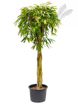 Ficus longifolia Amstel King Stamm geflo KT 43/23