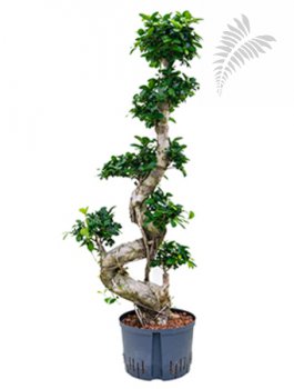 Ficus micro. S Type Bonsai 100-120 cm KT 25-28/19