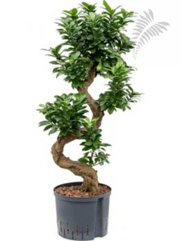 Ficus micro. S Type Bonsai 70-90cm KT 22/19