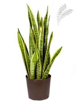 Sanseveria laurentii 60-80cm KT 18/19