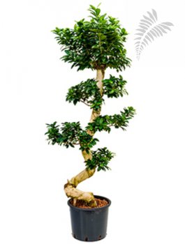 Ficus micro. S Type bonsai 120-130cm KT 28/19