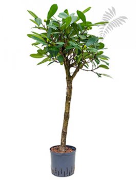 Ficus cyathistipula Stamm 160-180cm KT 28/19