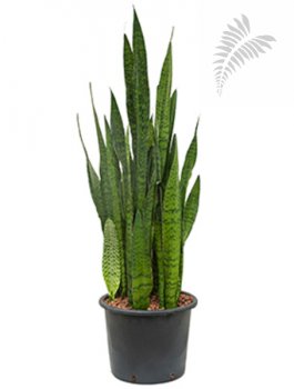 Sanseveria zeylanica 90-100cm KT 28/19