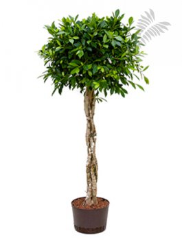 Ficus nitida Stamm gefl. 150-170cm KT 28/24