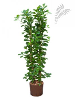 Ficus moclame 2er 110-130cm KT 22/19