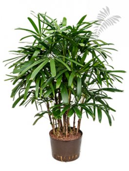 Rhapis excelsa 120-cm KT 32/19