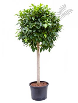 Ficus nitida Stamm 160-180cm KT 28/24