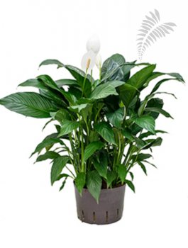 Spathiphyllum 