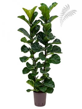 Ficus lyrata bambino 2er Tuff 120-140cm KT 18/19